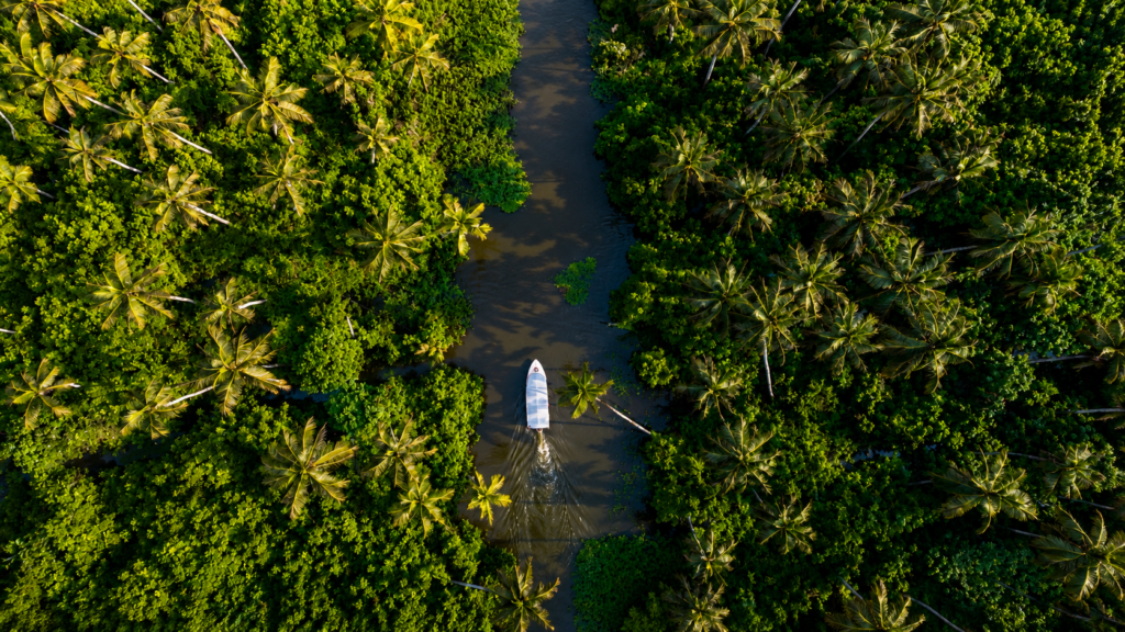 Coconut trees and village landscape along Alappuzha backwaters