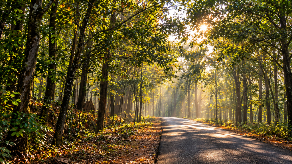 Forest road through Achankovil Kerala