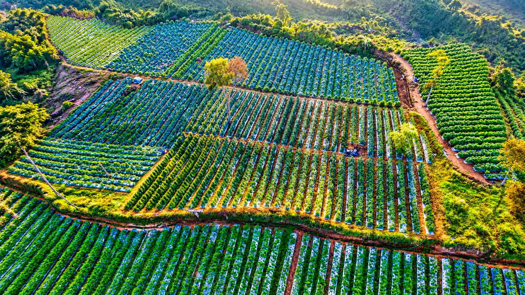 Vattavada farms and mountains near Munnar Kerala