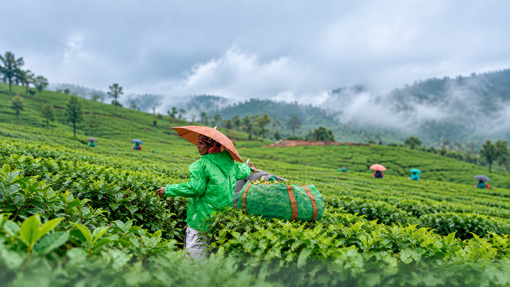 Vagamon hills during monsoon season Kerala