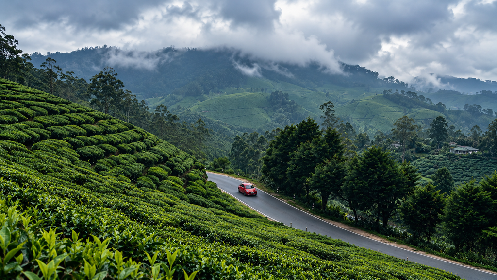  Munnar Top Station road through tea plantations
