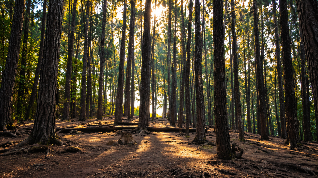 Vagamon pine forest Kerala travel destination