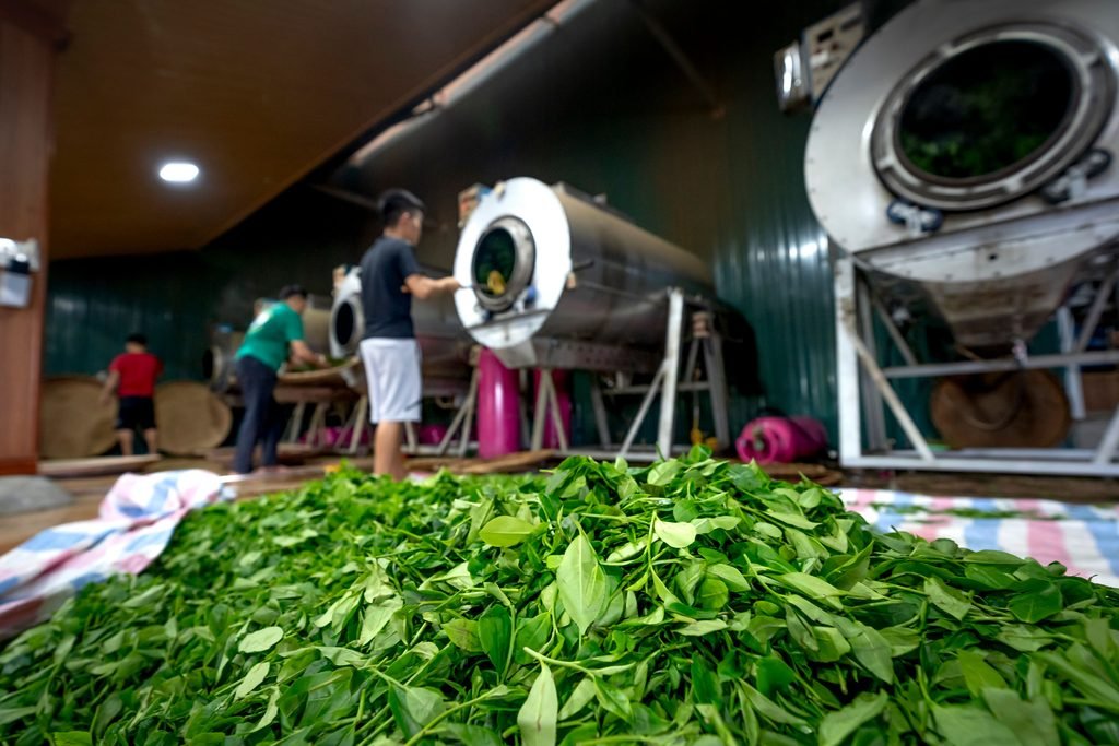Tea leaves and tea processing history in Munnar
