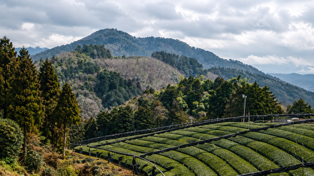  Anayirangal reservoir and tea plantations near Munnar
