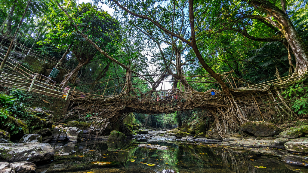  Double Decker Living Root Bridge surrounded by forest in Meghalaya
